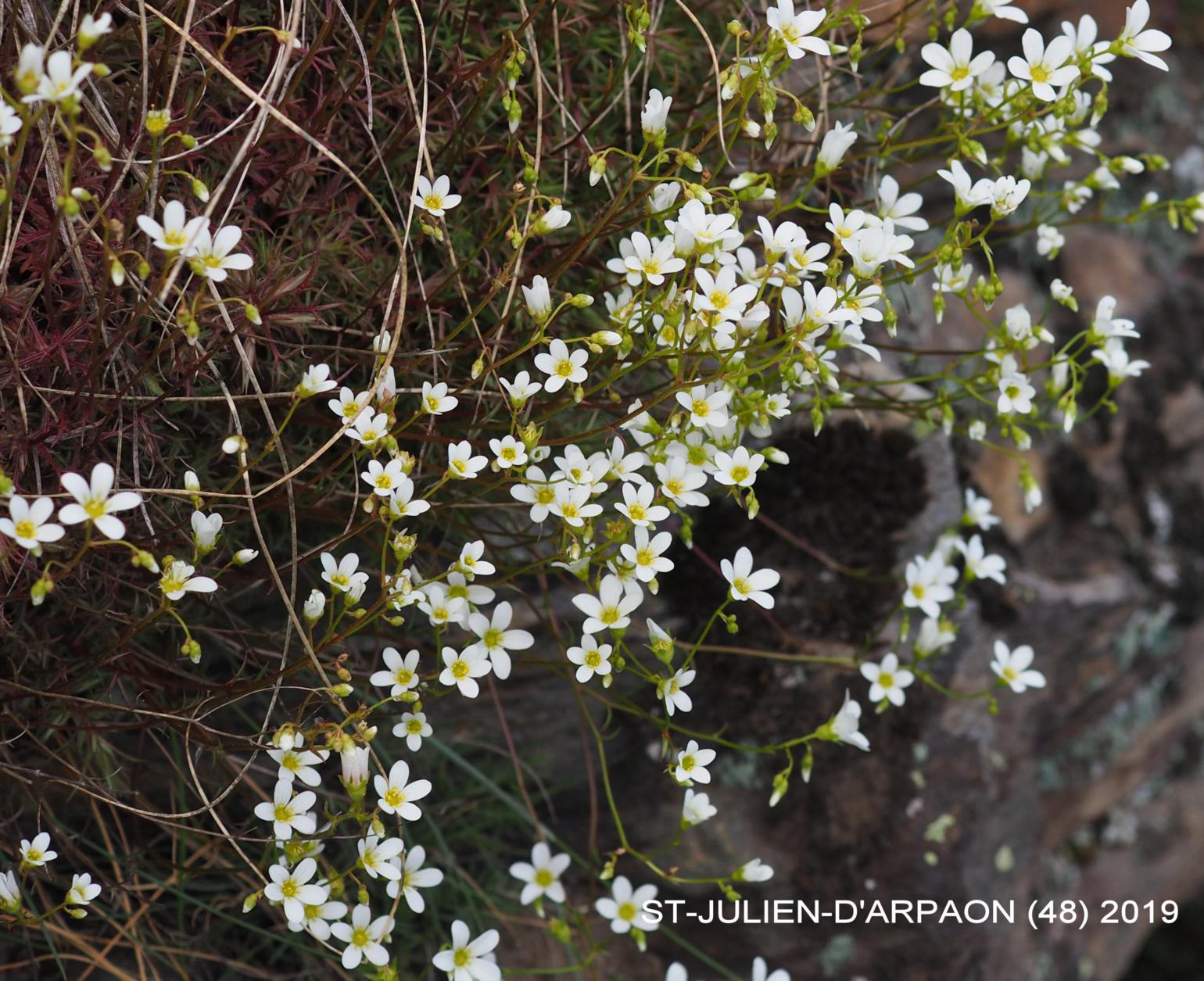 Saxifrage, Mossy